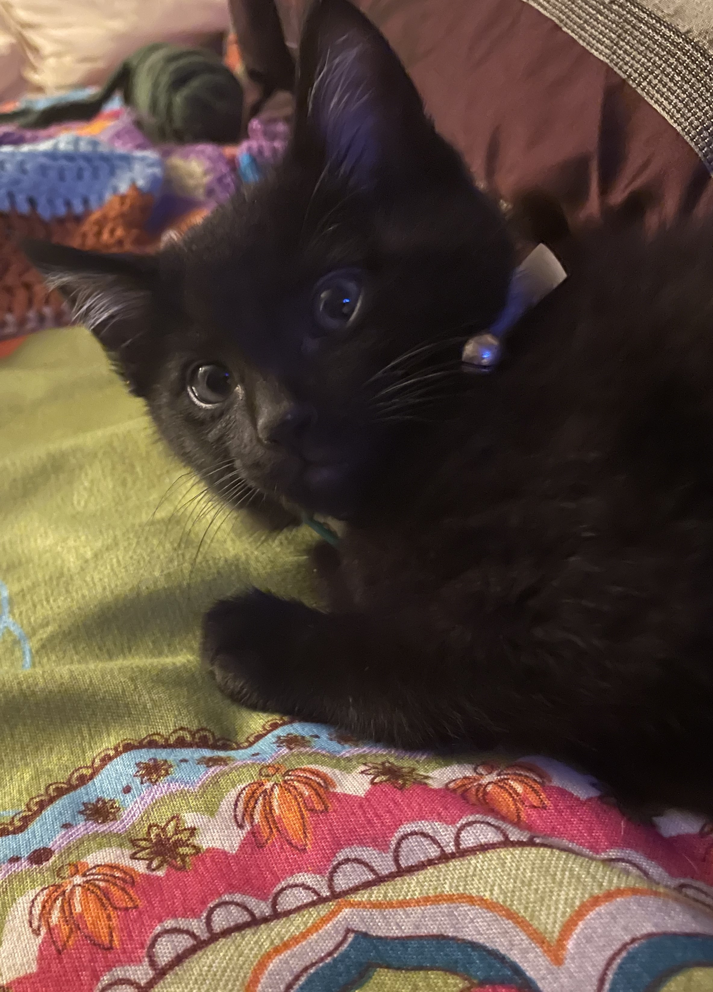 blackcat